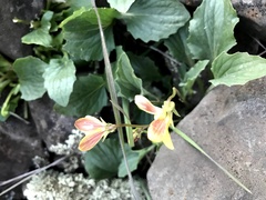 Viola purpurea quercetorum