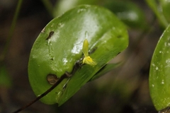 Pleurothallis antonensis
