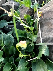 Viola purpurea quercetorum