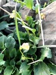 Viola purpurea quercetorum