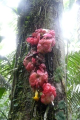 Drymonia coccinea