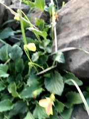 Viola purpurea quercetorum