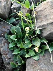 Viola purpurea quercetorum