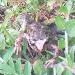 Pristimantis unistrigatus