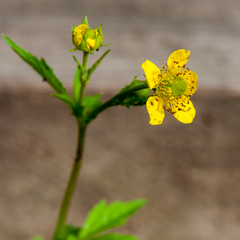 Geum aleppicum