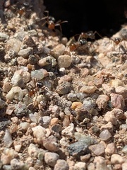 Myrmecocystus mimicus