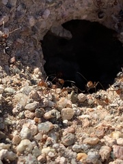 Myrmecocystus mimicus