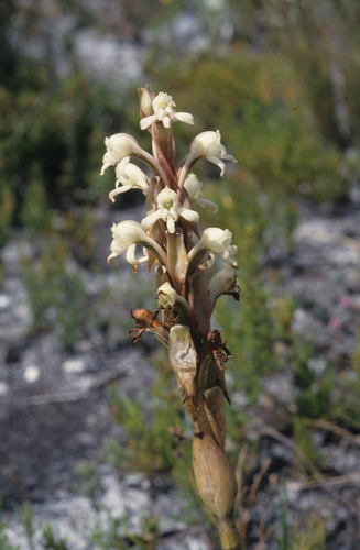 Image of Satyrium candidum by (c) Tom Lloyd Evans, some rights reserved (CC BY-SA)