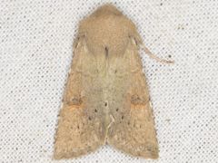 Orthosia ferrigera