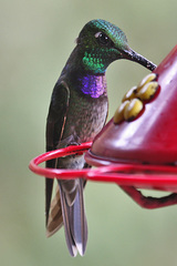 Violet-Chested Hummingbird photo 2