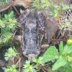 Pristimantis unistrigatus