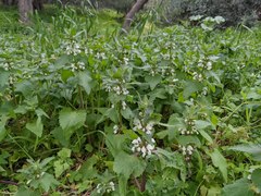Lamium moschatum