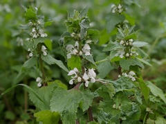 Lamium moschatum