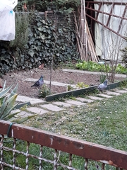 Columba livia domestica