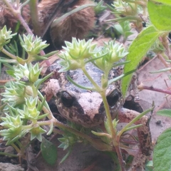 Pristimantis unistrigatus