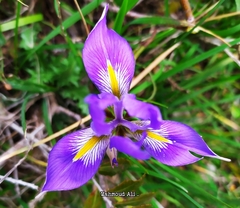 Iris unguicularis syriaca