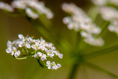 Anthriscus sylvestris