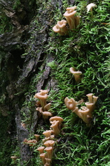 Lentinellus cochleatus