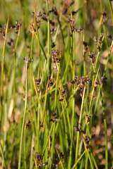 Juncus beringensis