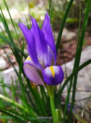 Iris unguicularis syriaca