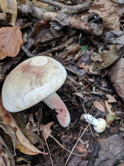 Russula flavisiccans