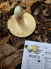 Russula flavisiccans