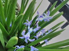 Hyacinthus orientalis