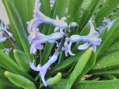 Hyacinthus orientalis