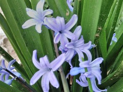 Hyacinthus orientalis