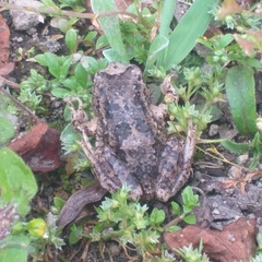 Pristimantis unistrigatus