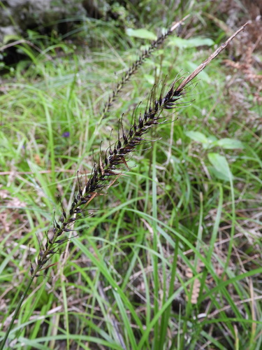 Image of Carex corynoidea by (c) Santiago Martín-Bravo, some rights reserved (CC BY)