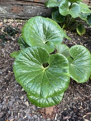 Ligularia reniformis