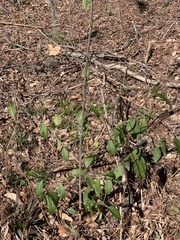 Sideroxylon lycioides