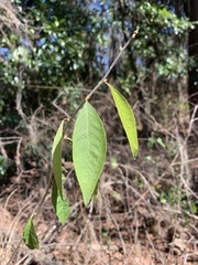 Sideroxylon lycioides