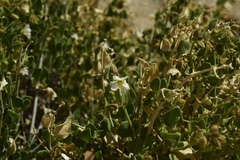 Mirabilis oligantha