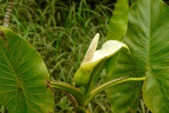 Montrichardia linifera