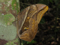 Eryphanis lycomedon
