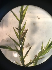 Fontinalis dalecarlica