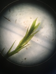 Fontinalis dalecarlica