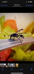 Polybia plebeja