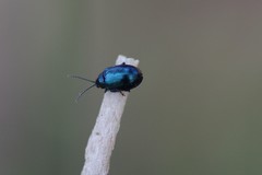 Altica chalybea