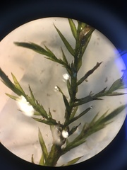 Fontinalis dalecarlica