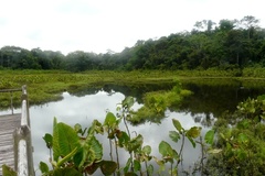 Montrichardia linifera