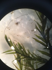 Fontinalis dalecarlica