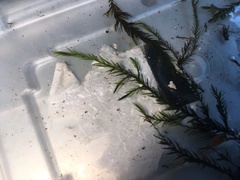 Fontinalis dalecarlica