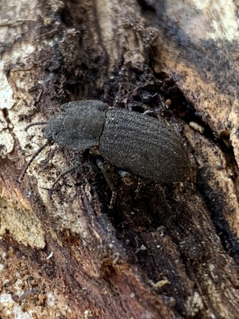 Isopteron triviale