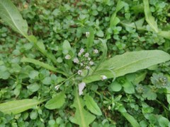 Capsella bursa-pastoris
