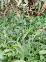 Capsella bursa-pastoris