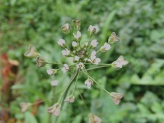 Capsella bursa-pastoris