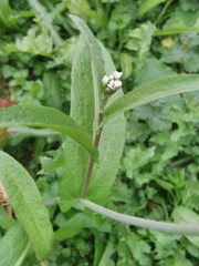 Capsella bursa-pastoris